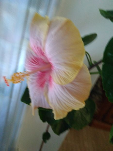  - HIBISCUS TROPICAL
