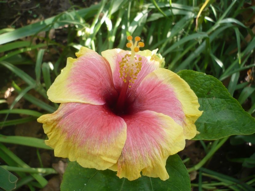 21.08.2018 - HIBISCUSI 2018-3