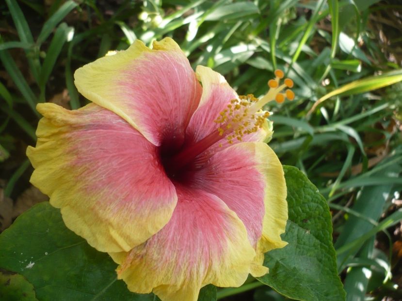 P1390685 - HIBISCUSI 2018-3