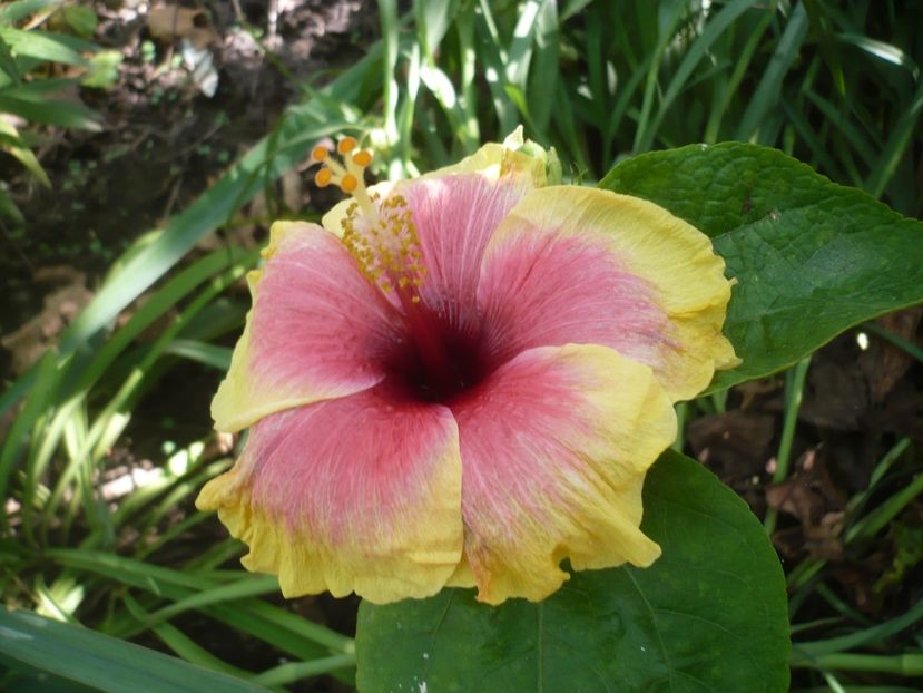 P1390686 - HIBISCUSI 2018-3