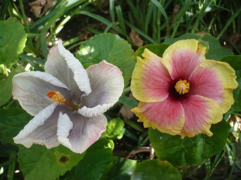 P1390687 - HIBISCUSI 2018-3