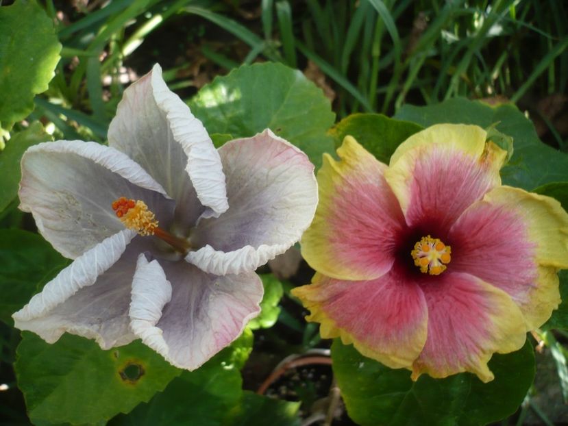 P1390688 - HIBISCUSI 2018-3