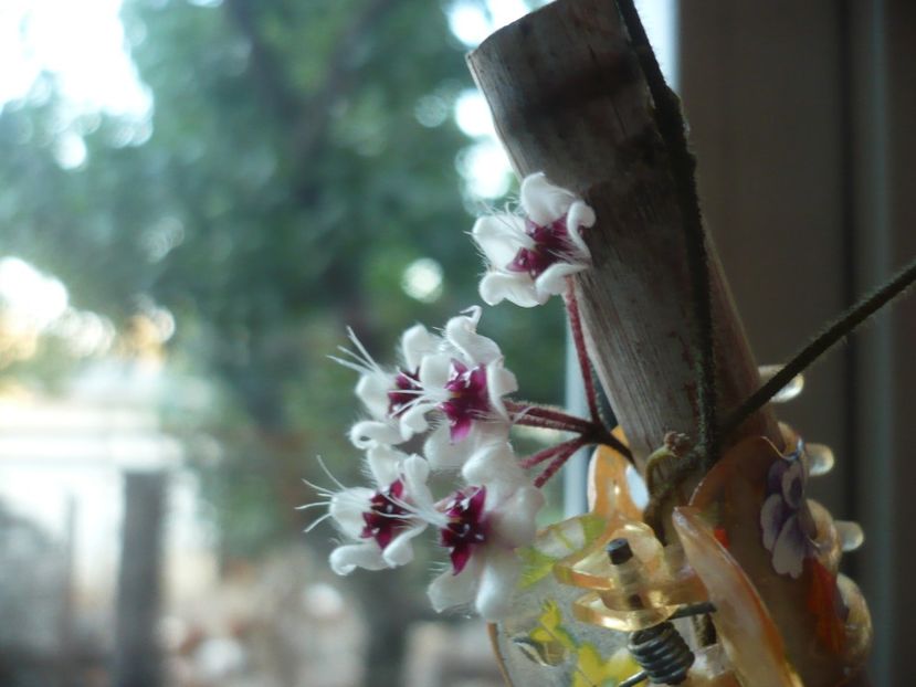 P1390692 - HOYA 2018-2