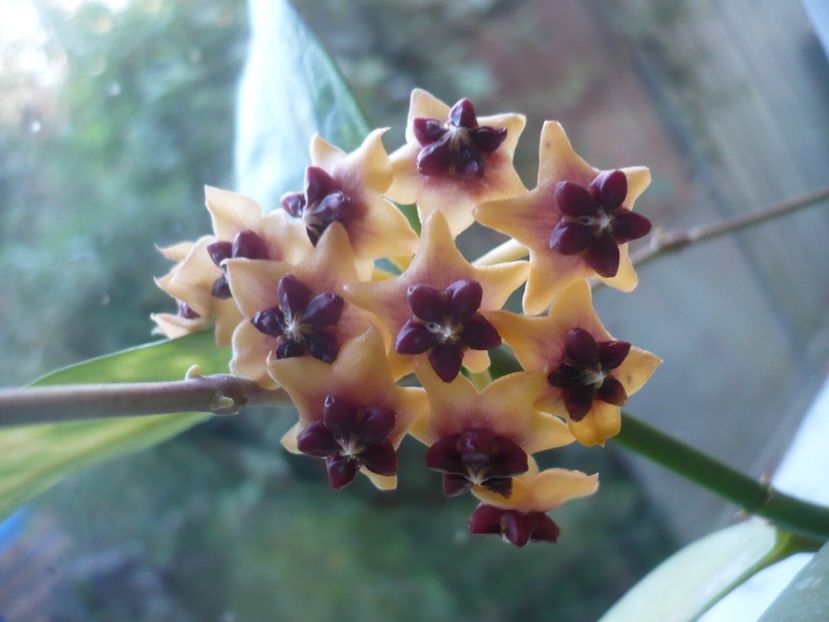 P1390699 - HOYA 2018-2