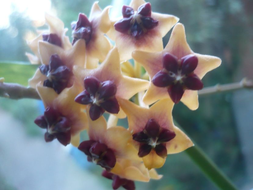 P1390703 - HOYA 2018-2