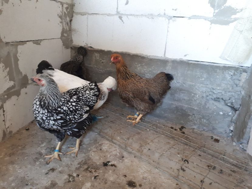  - Wyandotte argintiu