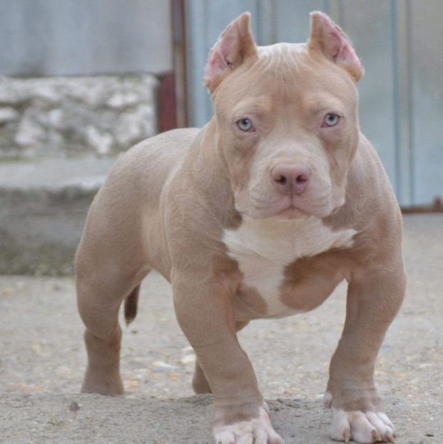 received_1836497926659333 - American bully pocket