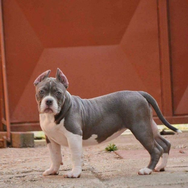 received_1930140157042862 - American bully pocket