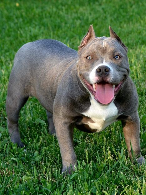 received_1922782054422570 - American bully pocket
