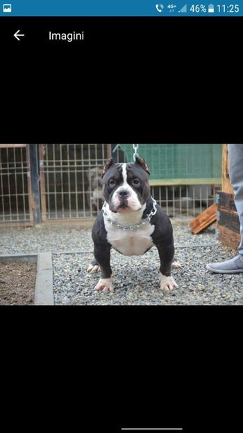 received_1958877494146359 - American bully pocket
