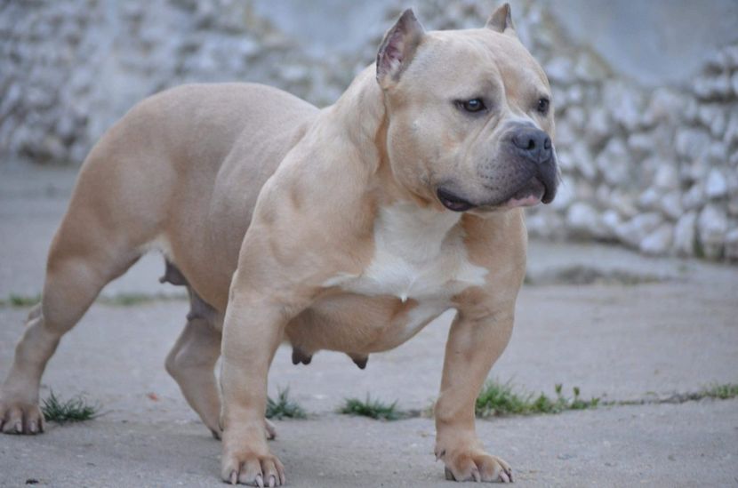 received_1956814644352644 - American bully pocket