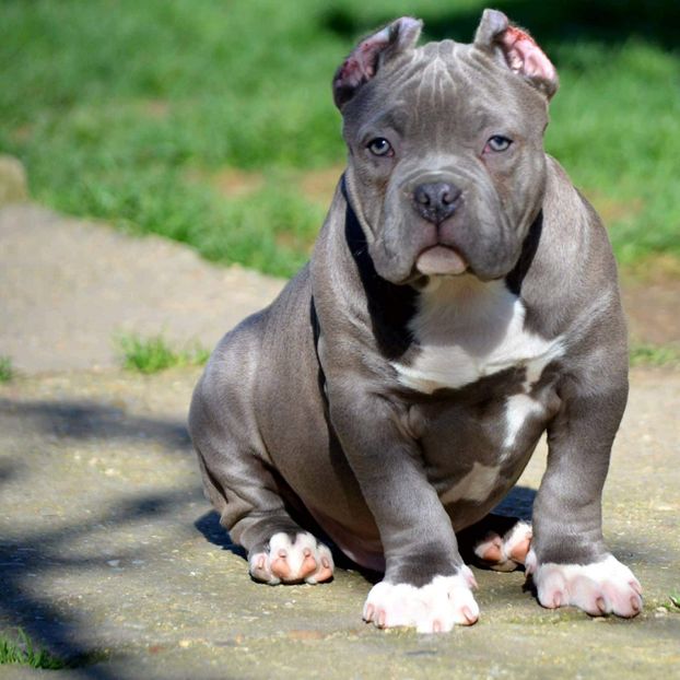 received_1940600539307388 - American bully pocket