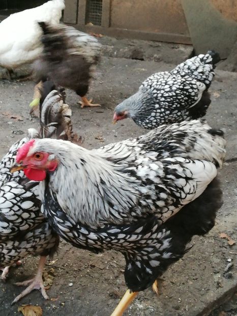  - d Wyandotte argintiu