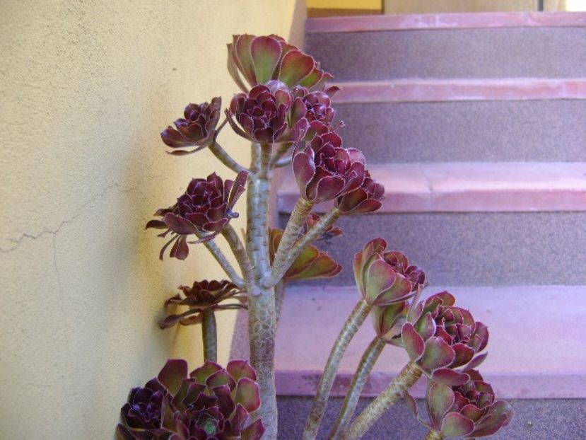 Aeonium arboreum v. atropurpureum Schwarzkopf - Suculente 2018