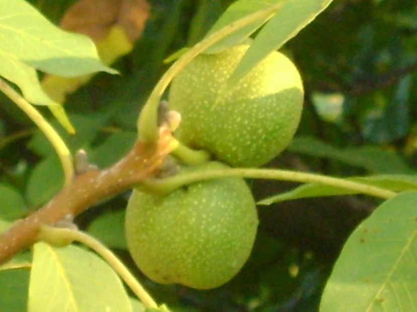 Nuci - r Vara 2016-2017-2018-2019