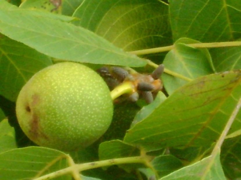 Nuci - r Vara 2016-2017-2018-2019