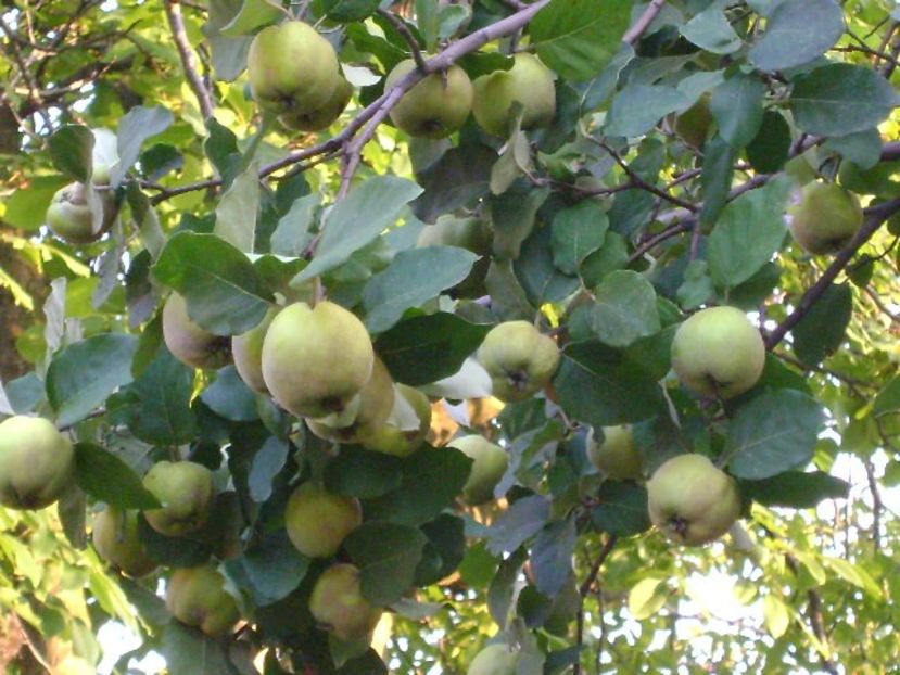 Gutui - r Vara 2016-2017-2018-2019