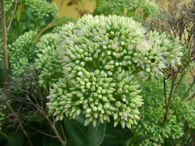 Sedum spectabile - r Vara 2016-2017-2018-2019