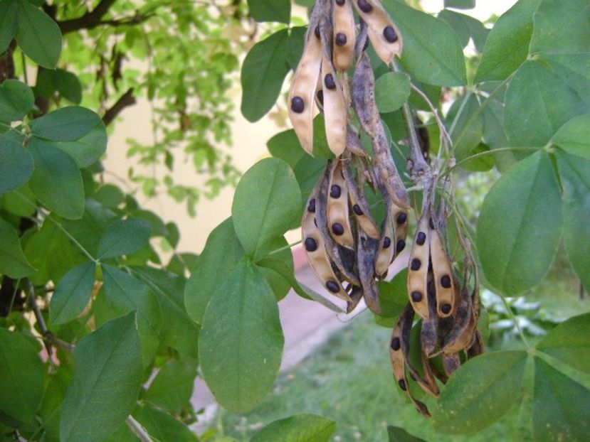 Salcam galben, seminte - r Vara 2016-2017-2018-2019