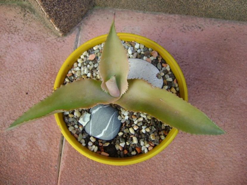 Agave gypsophila - Agave si Yucca 2018