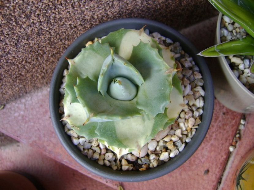 Agave Isthmensis cv. Orhi Razin Shirifukurin - Agave si Yucca 2018