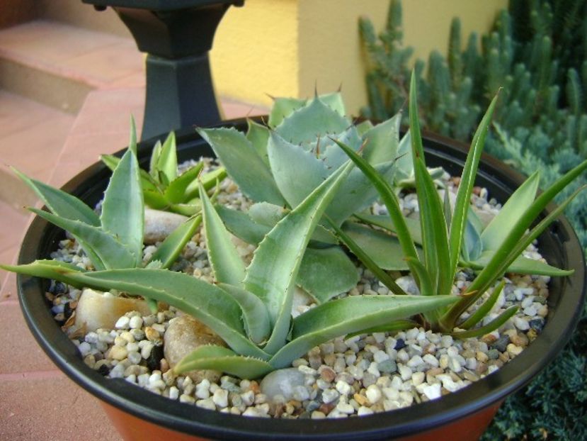 Grup de 8 lastari de agave - Agave si Yucca 2018