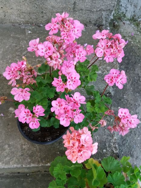  - 0Flori de interior si exterior 2018