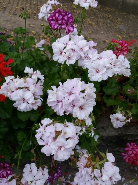  - 0Flori de interior si exterior 2018