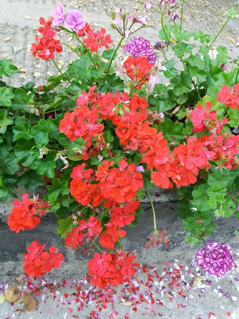  - 0Flori de interior si exterior 2018