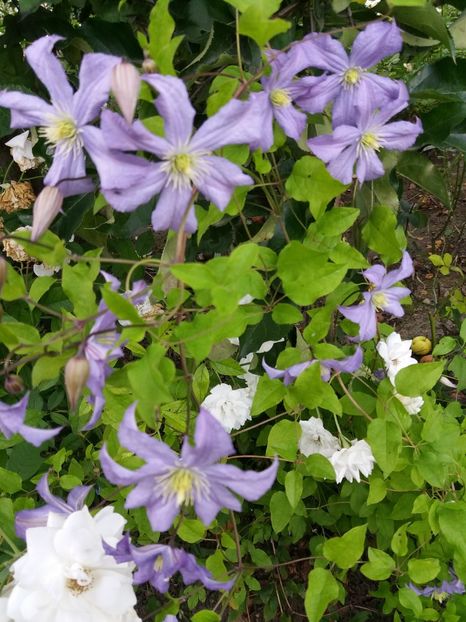  - 0Flori de interior si exterior 2018