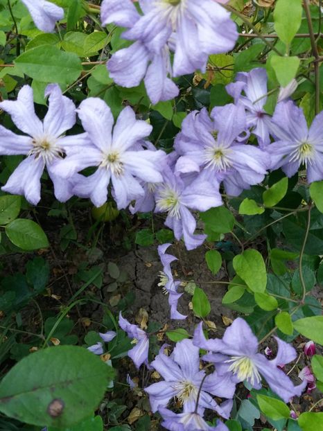  - 0Flori de interior si exterior 2018