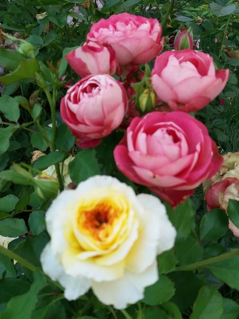  - 0Flori de interior si exterior 2018