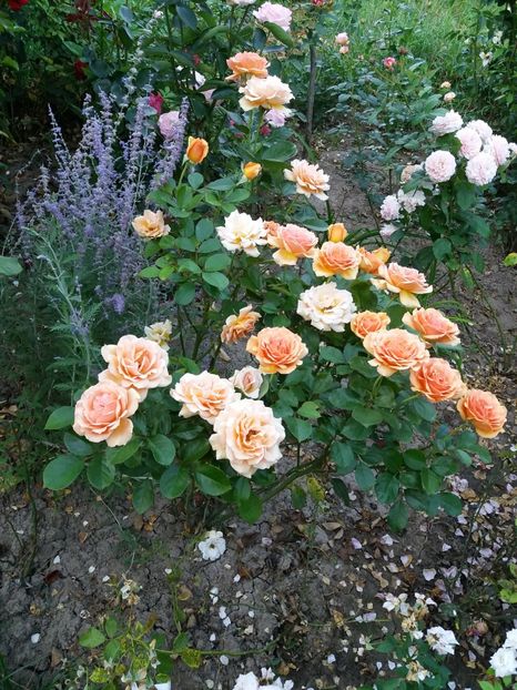  - 0Flori de interior si exterior 2018