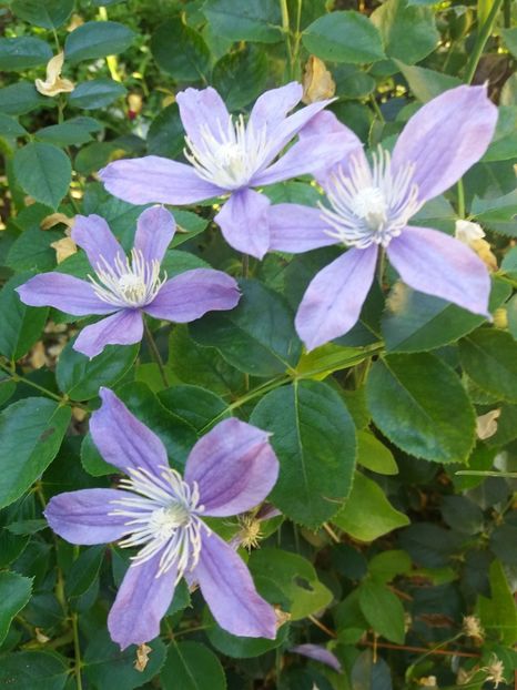  - 0Flori de interior si exterior 2018