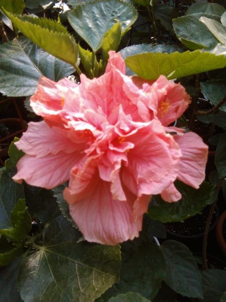  - Hibiscus Zaragoza