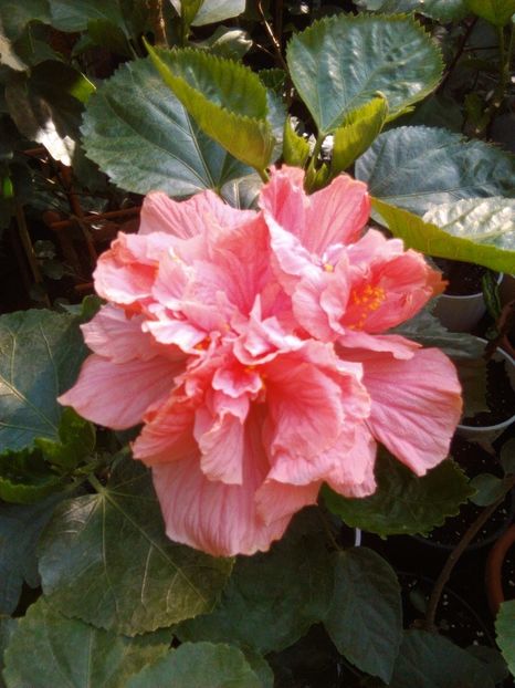  - Hibiscus Zaragoza