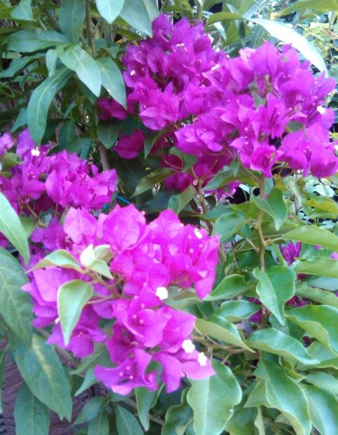  - Bougainvillea 2018