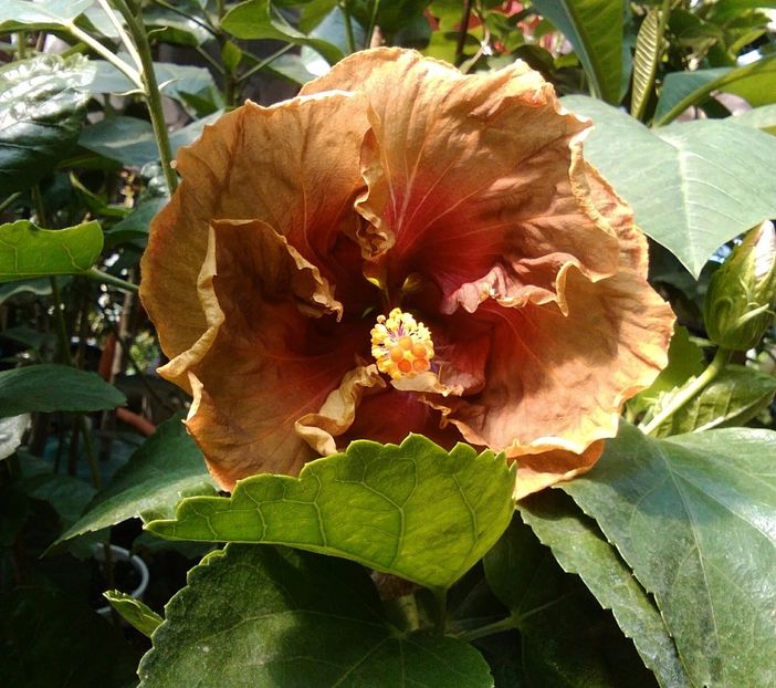  - Hibiscus Voodoo Magic