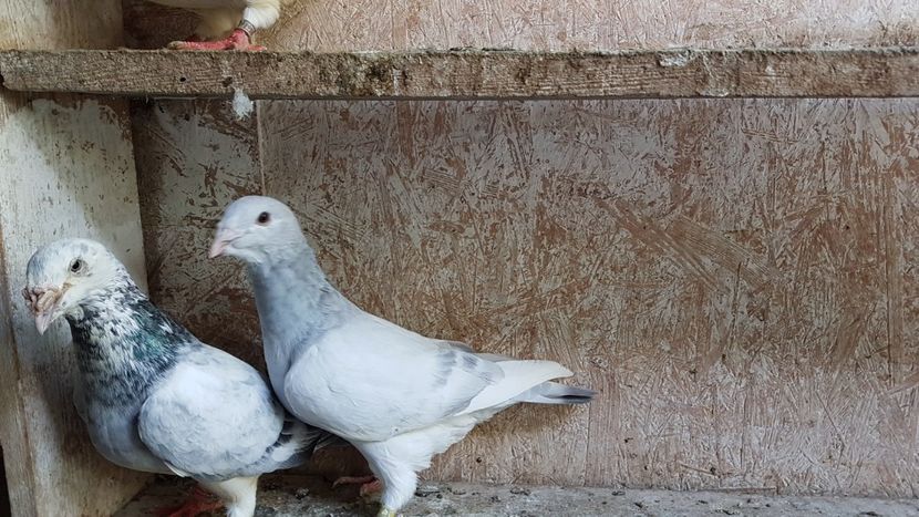  - 0 - 26 iunie 2018 - Pui 2018