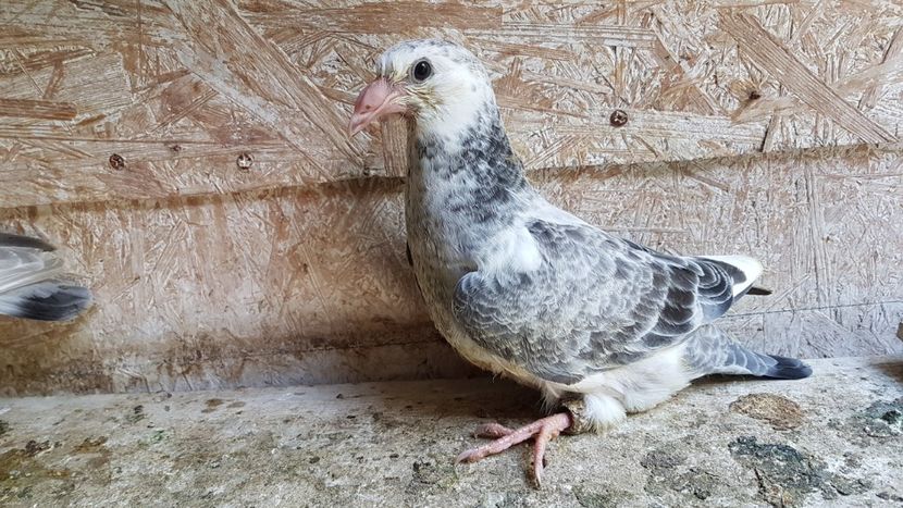  - 0 - 26 iunie 2018 - Pui 2018