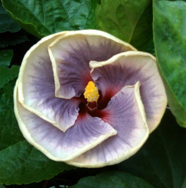  - Hibiscus Tahitian Taui