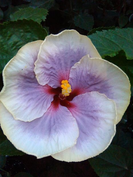  - Hibiscus Tahitian Taui