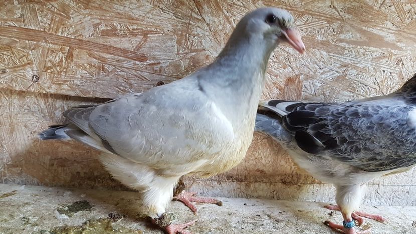  - 0 - 26 iunie 2018 - Pui 2018