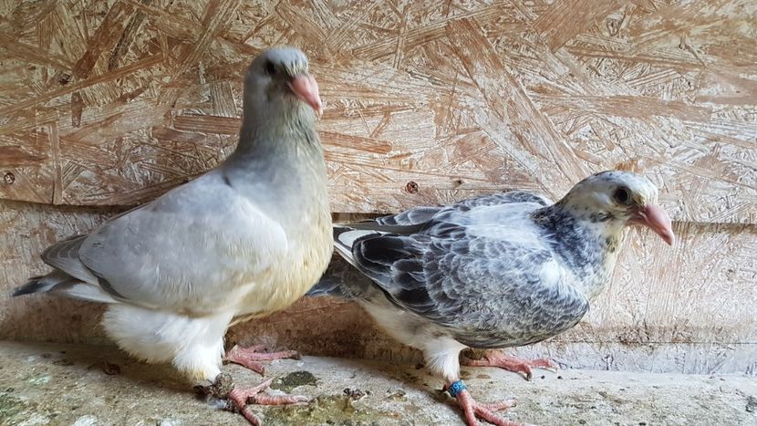  - 0 - 26 iunie 2018 - Pui 2018