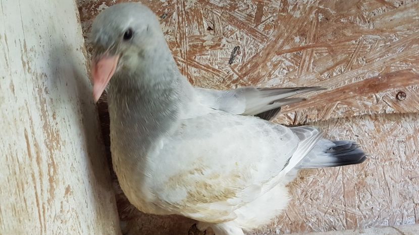  - 0 - 26 iunie 2018 - Pui 2018