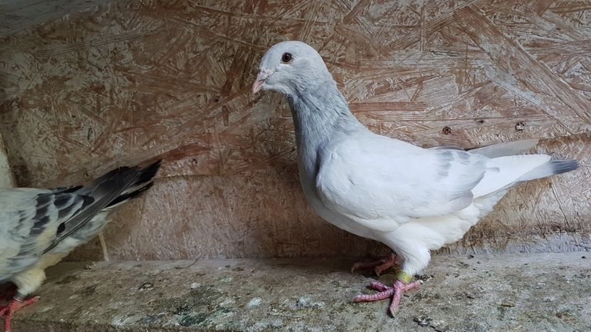  - 0 - 26 iunie 2018 - Pui 2018