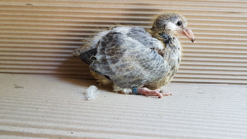  - 0 - 26 iunie 2018 - Pui 2018