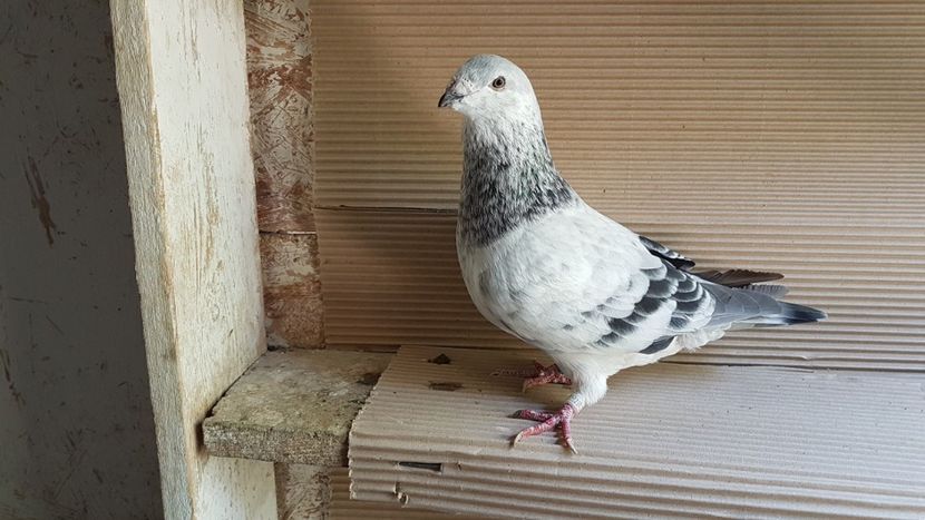  - 0 - 26 iunie 2018 - Pui 2018