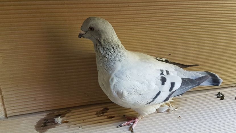  - 0 - 26 iunie 2018 - Pui 2018