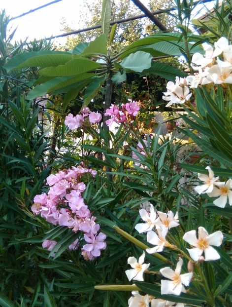 O plumeria de 3 m - Leandrii 2017-2018